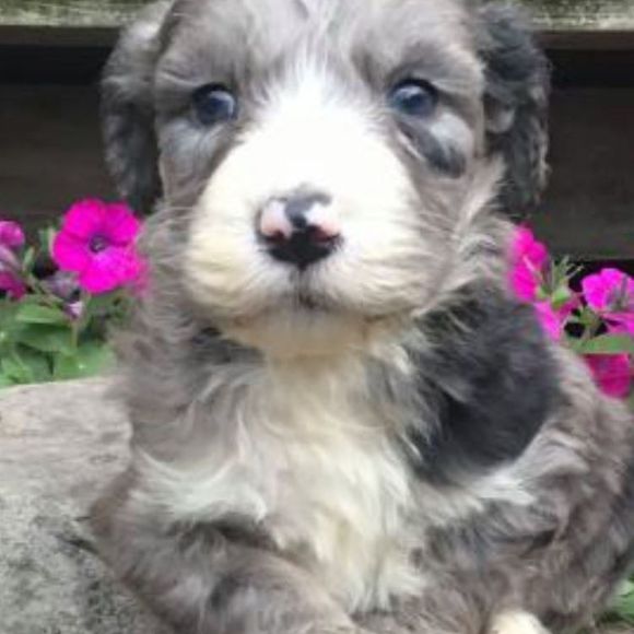 Meet your Posher, Bridgette - Picture 1 of 1